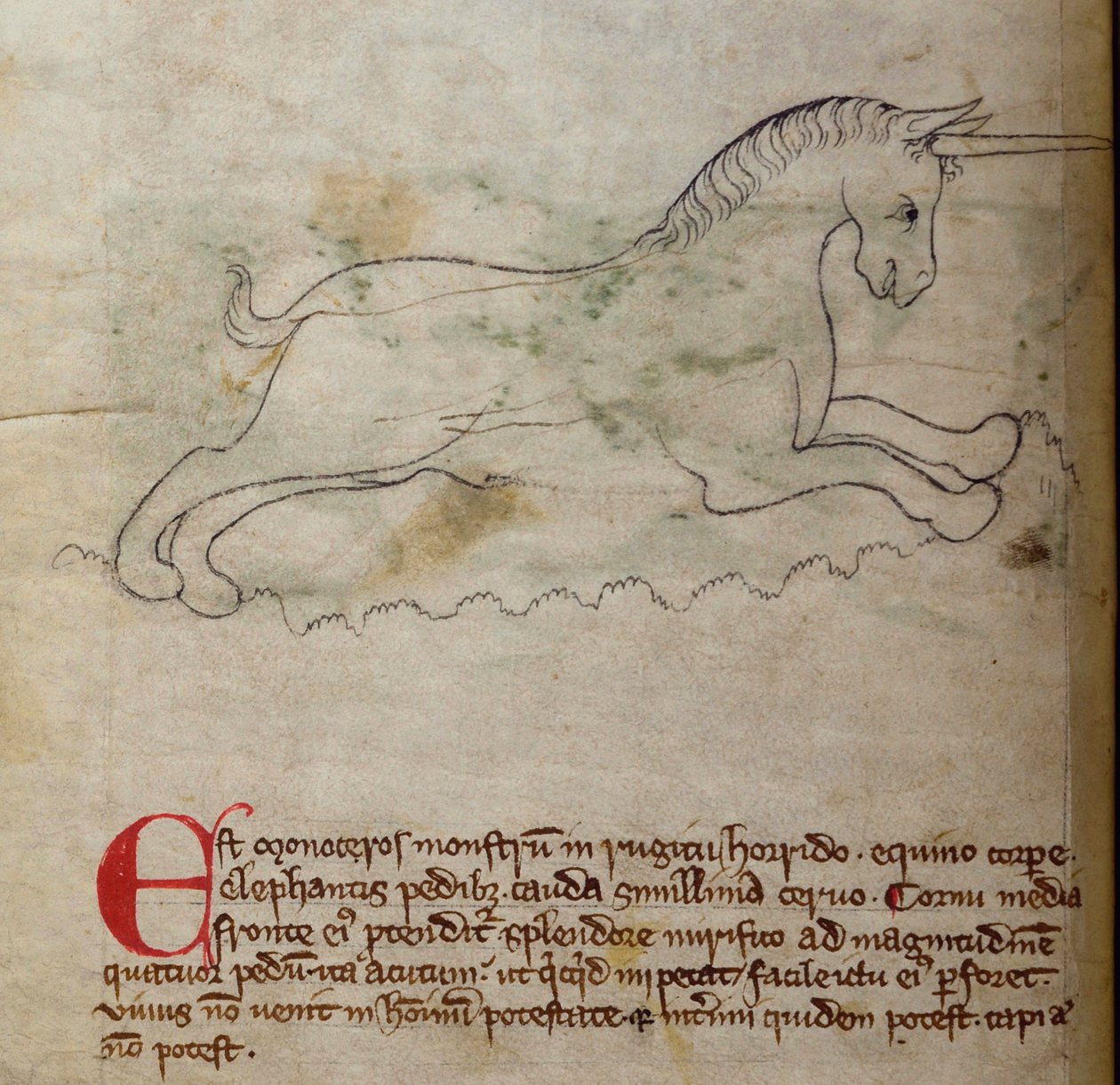 Monoceros, from Bestiary by English School