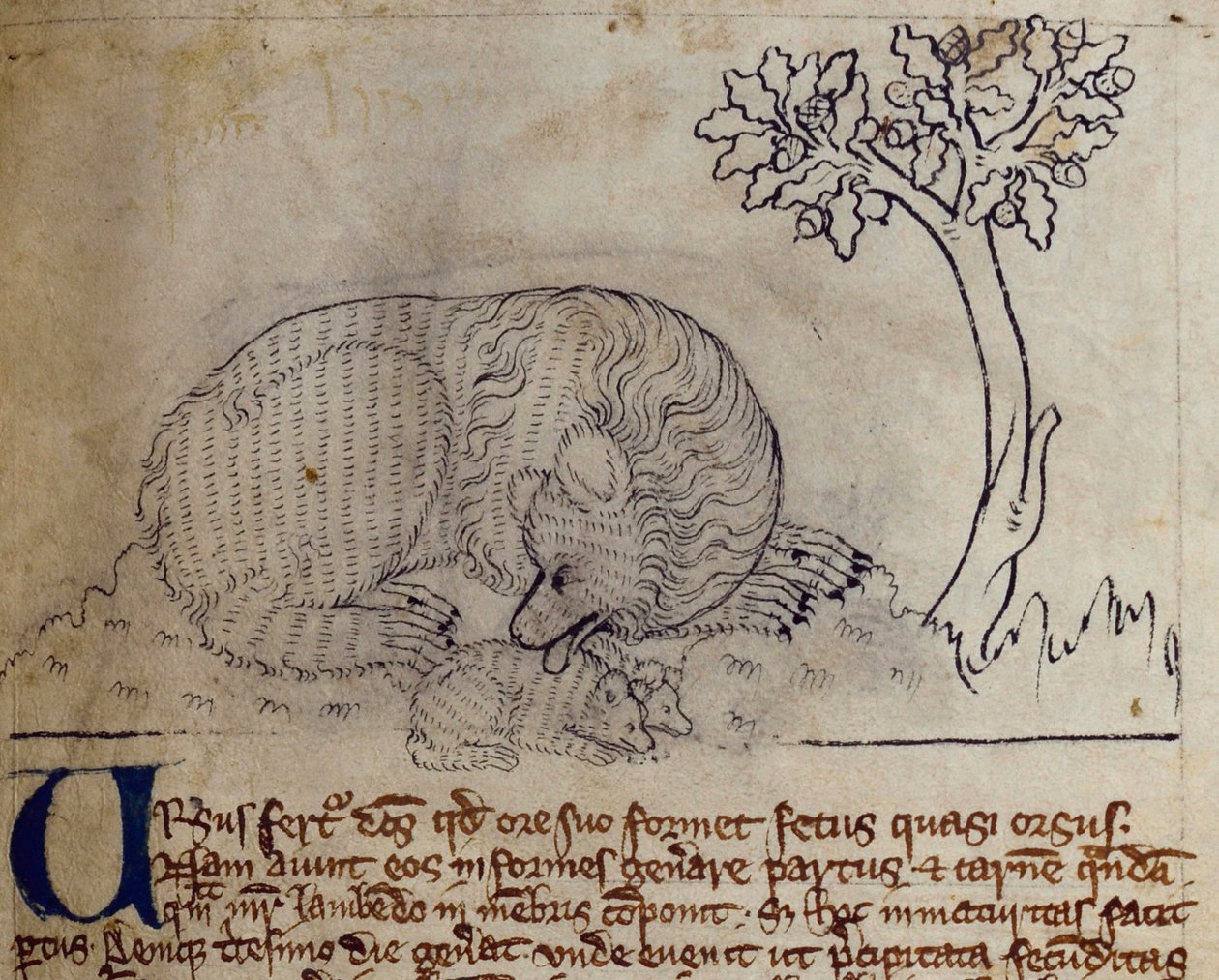 Bear, from Bestiary by English School