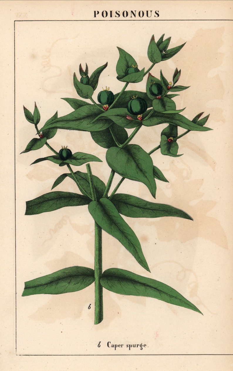 Caper spurge with green seeds, Euphorbia lathyris, from 