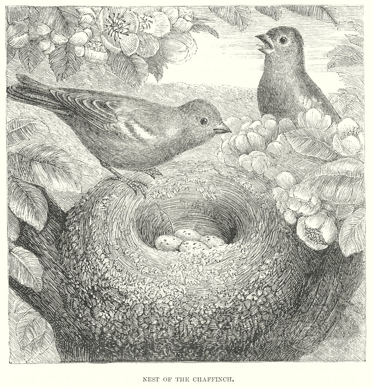 Chaffinch by English School