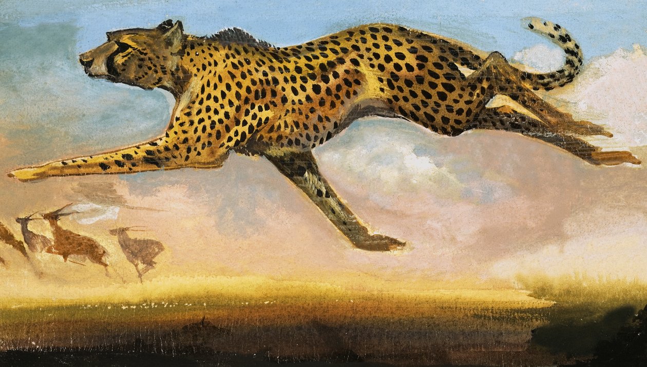 Cheetah by English School