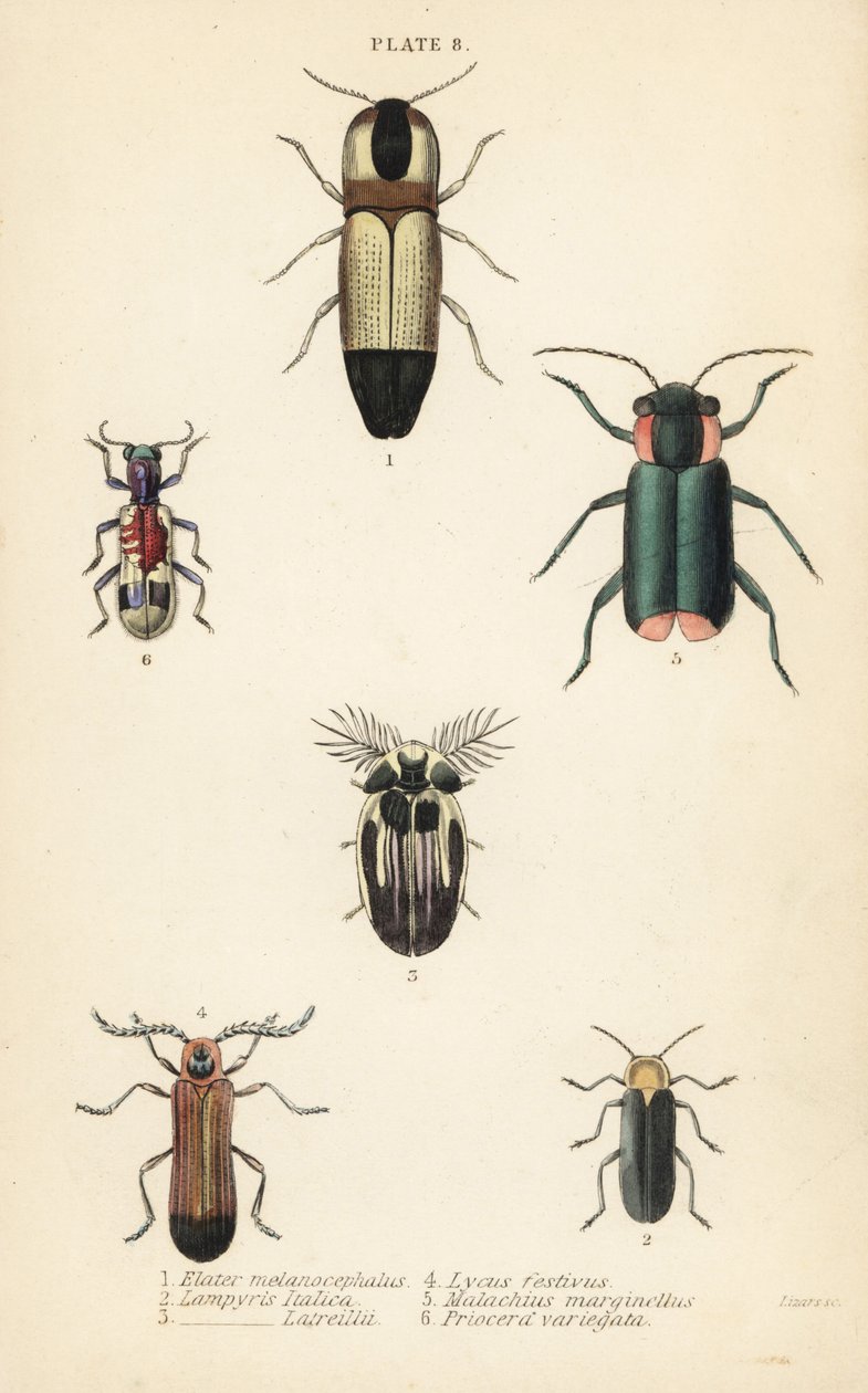 Click beetles: Melanoxanthus melanocephalus, Luciola italica, Lampyris latreillii, Lycus festivus, soft-wing flower beetle, Clanoptilus marginellus, and Priocera variergata by English School