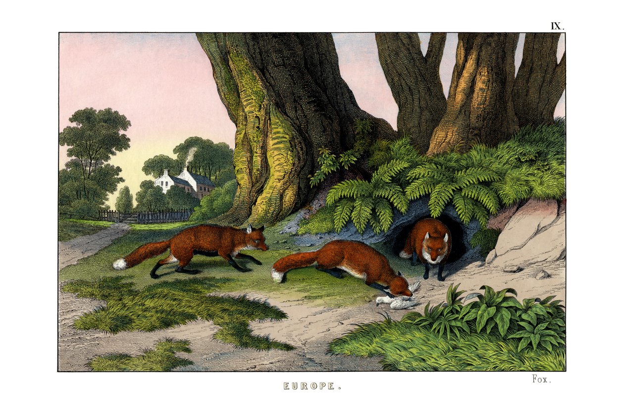 Common Fox by English School