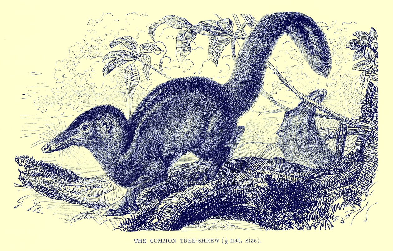 Common Tree-Shrew, Illustration from 