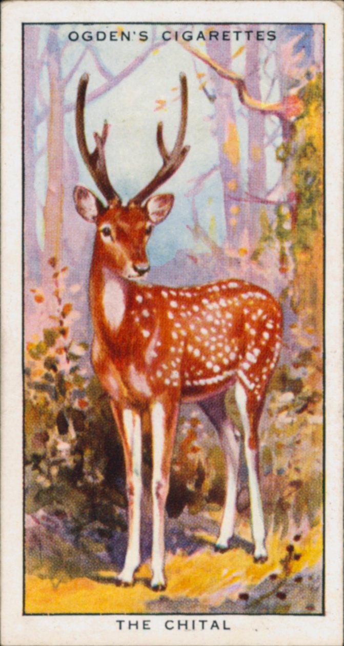 Concealing Colours for Protection, Animals, The Chital by English School