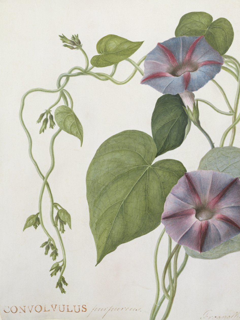 Convolvulus Purpurus by English School