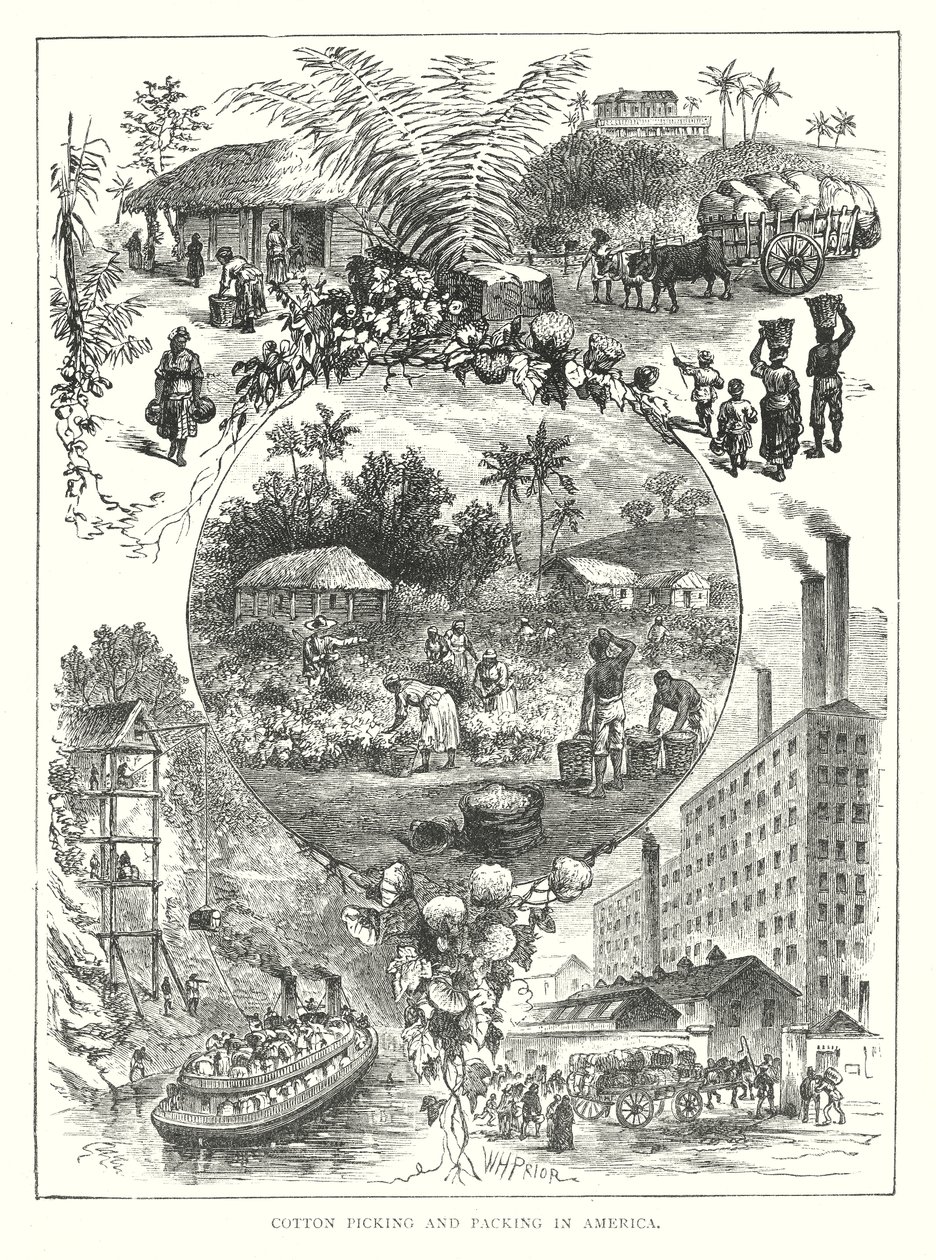 Cotton Picking and Packing in America by English School