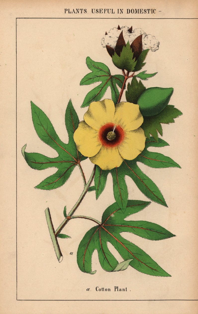 Cotton plant, with yellow flower and white cotton boll, from 
