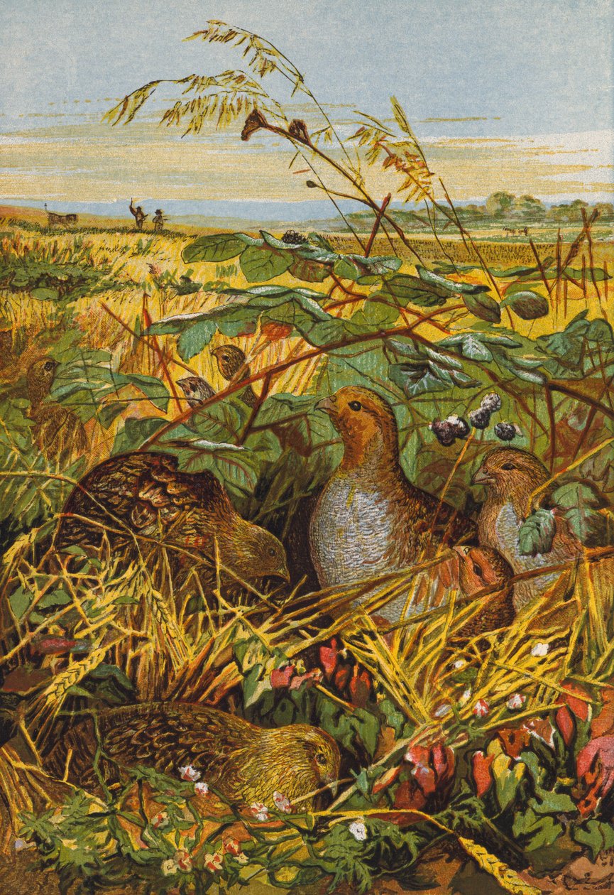 Covey of Partridges by English School