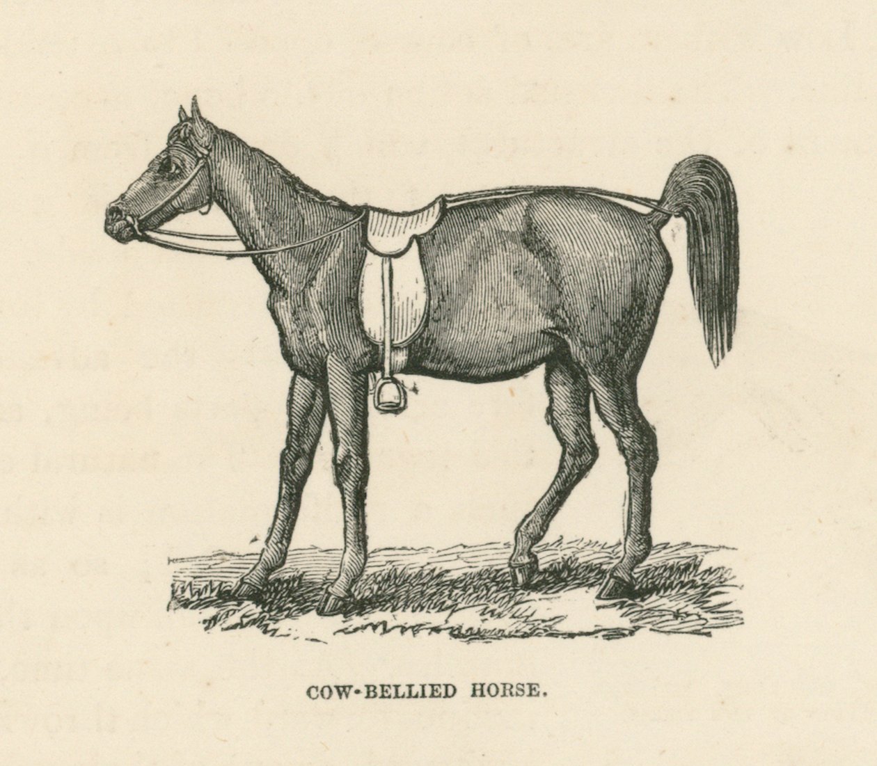 Cow-Bellied Horse by English School