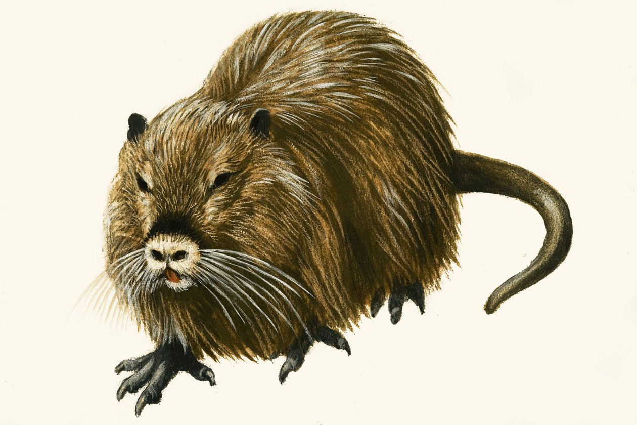 Coypu by English School
