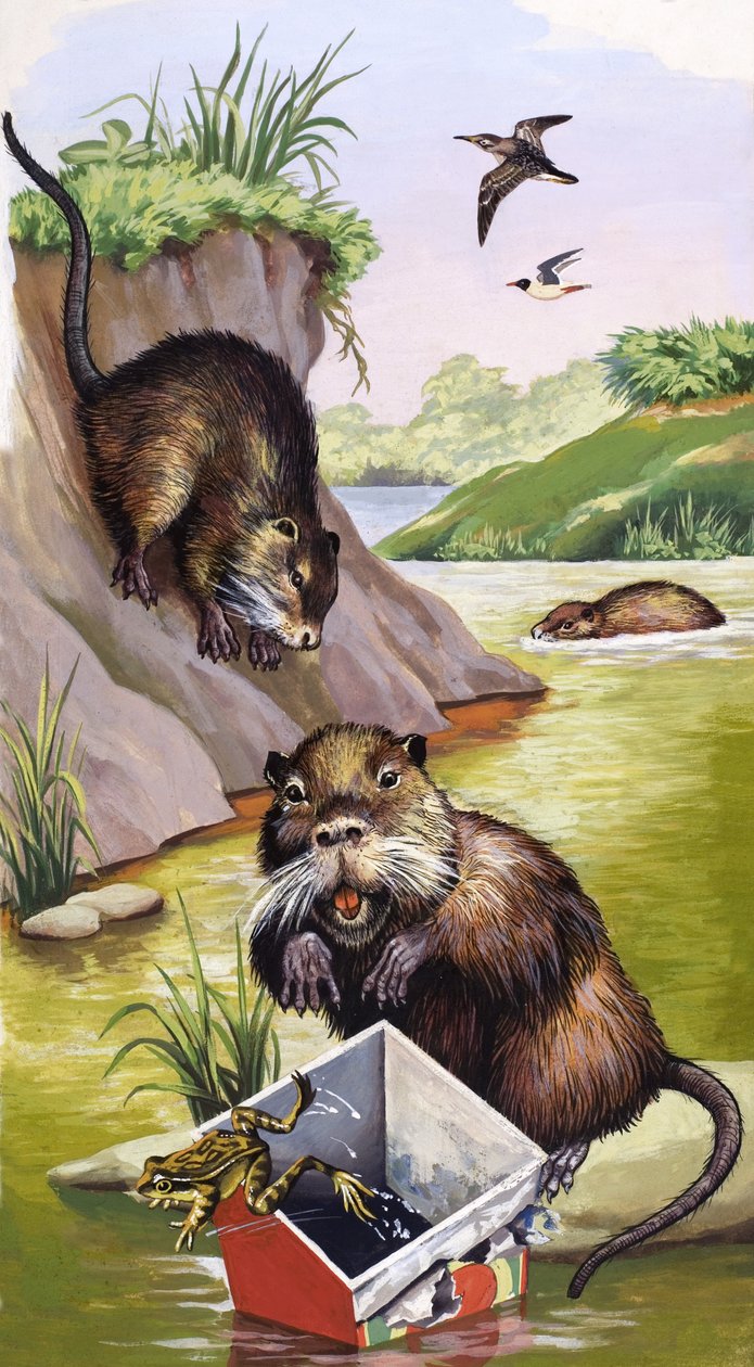 Coypu by English School