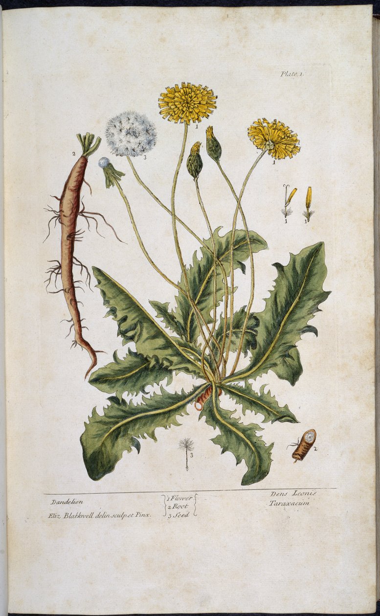 Dandelion, from A Curious Herbal by Elizabeth Blackwell by English School
