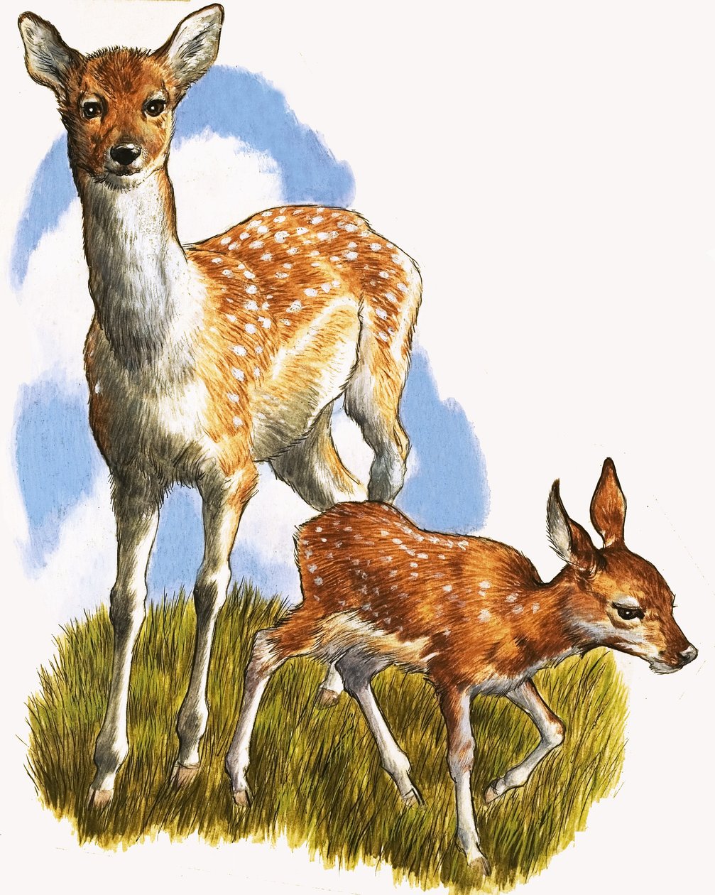 Deer and Foal by English School