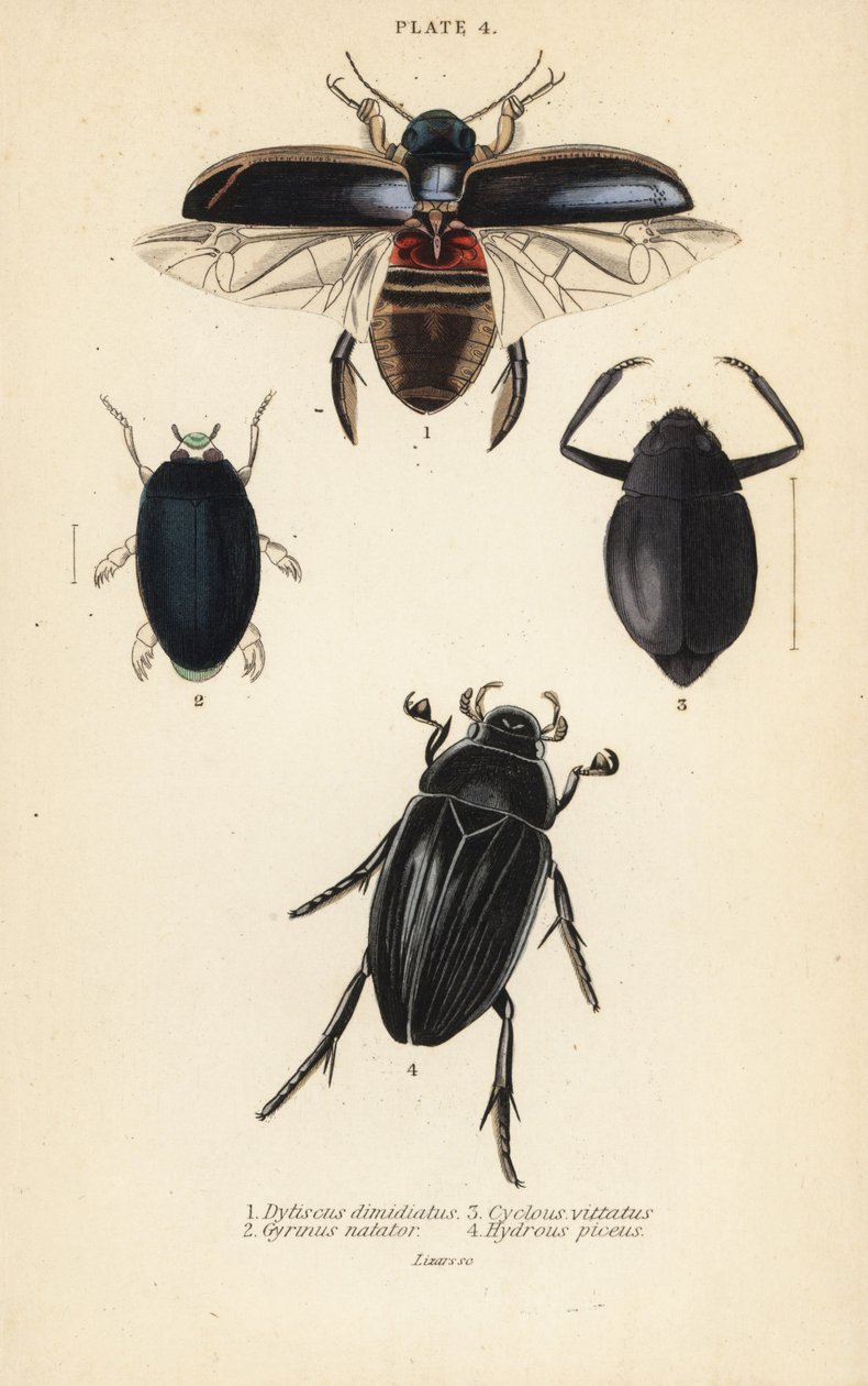 Diving beetle, common whirligig beetle, Cyclous vittatus, and great silver water beetle by English School