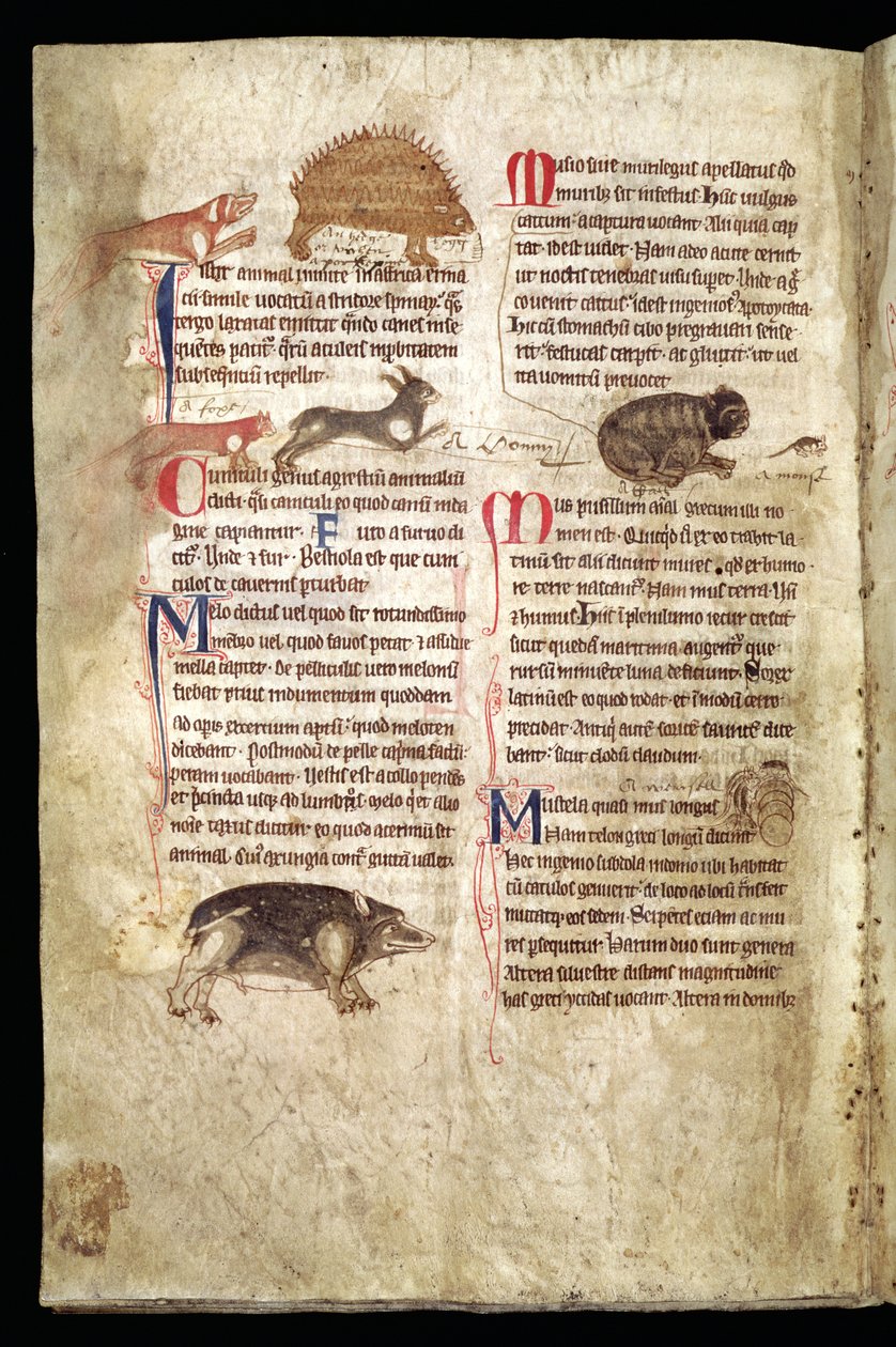 Animals Chasing Each Other, English Bestiary, Early 13th Century by English School