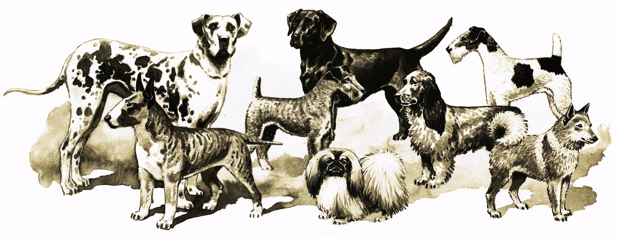 Dogs by English School