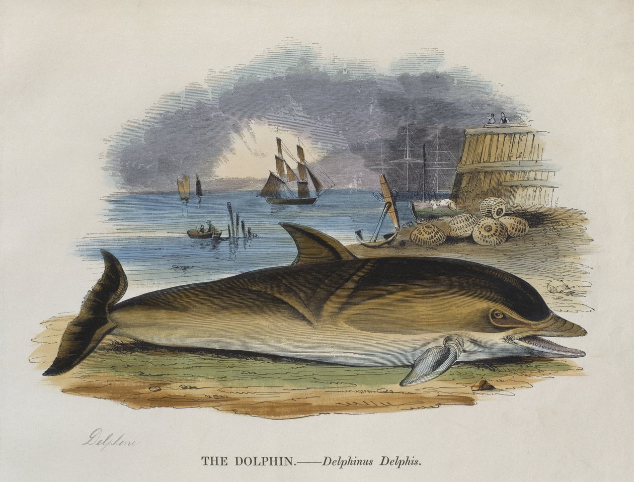 Dolphin on shore, 1823 by English School