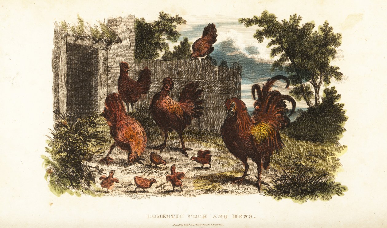 Domestic cock and hen with chicks in a barnyard by English School