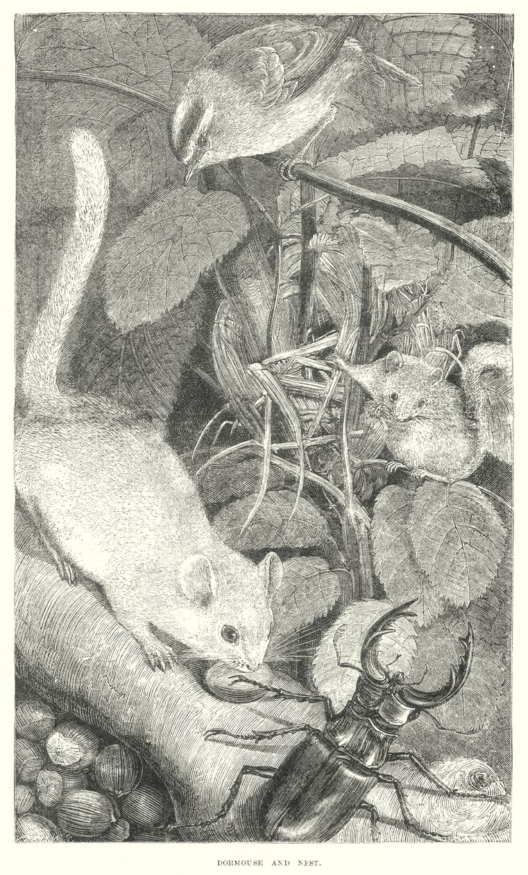 Dormouse by English School