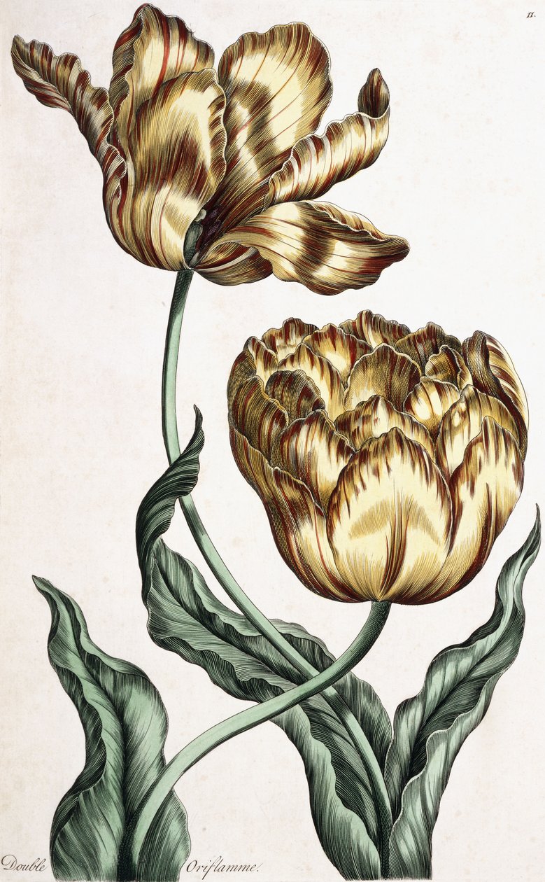 Double Oriflamme, 1759 by English School