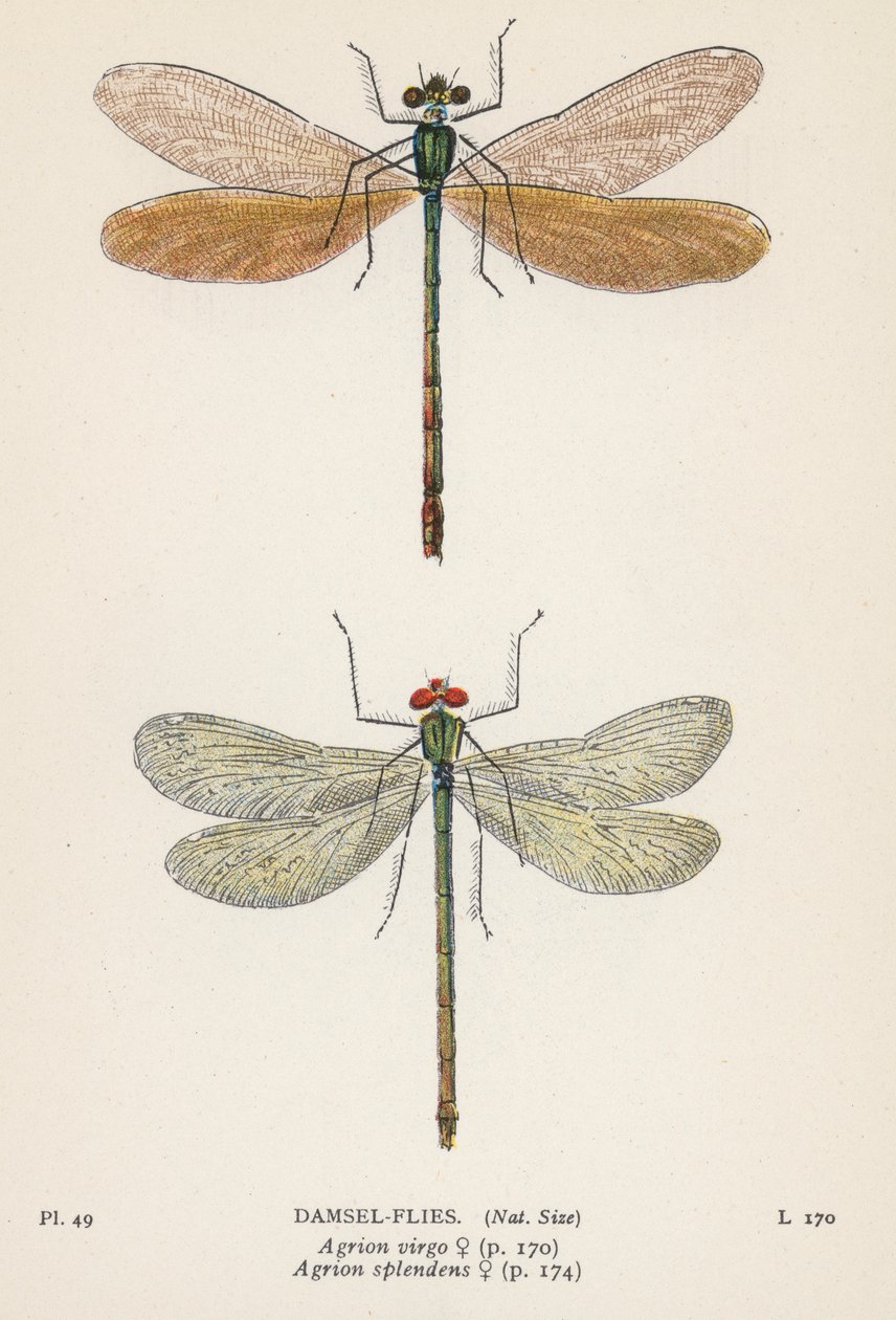 Dragonflies: Damsel-Flies by English School