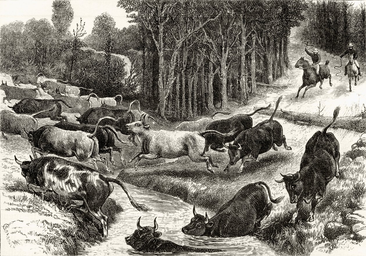 Driving Cattle in Australia, c.1880, from 