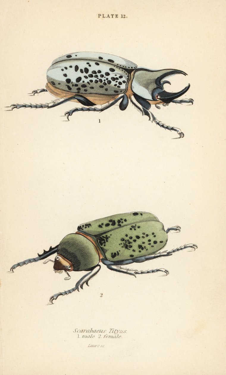Eastern Hercules beetle, Dynastes tityus, male and female by English School