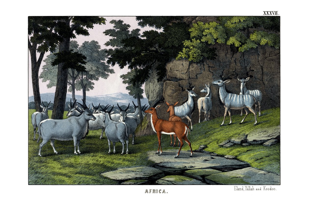 Eland by English School