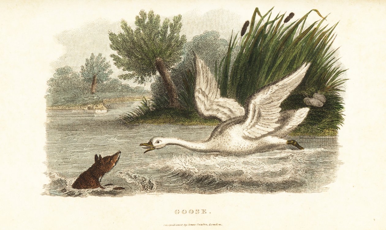 Female swan drowning a fox to protect her nest by English School