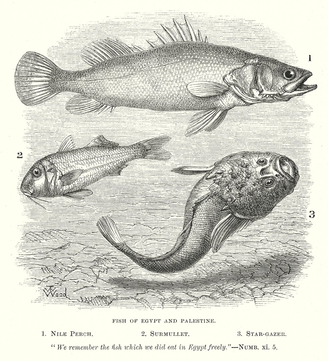 Fish of Egypt and Palestine (engraving) by English School
