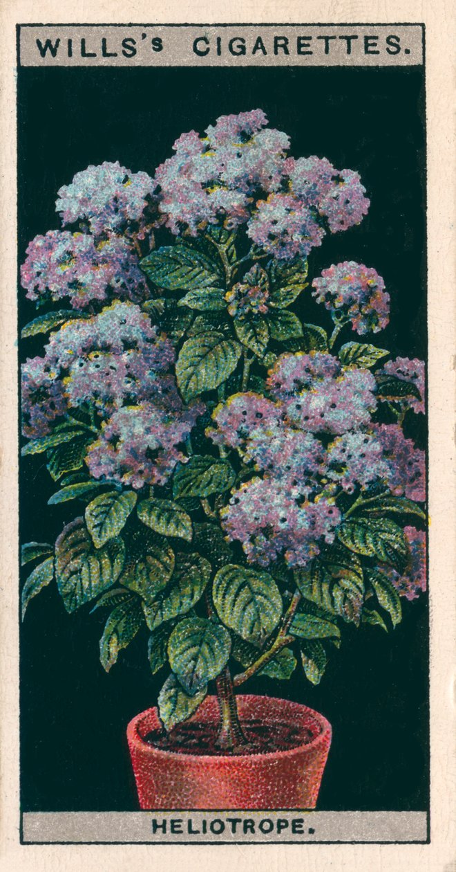 Flower Culture in Pots: Heliotrope or Cherry Pie by English School