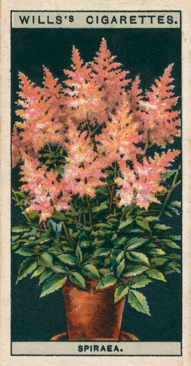 Flower Culture in Pots: Spiraea by English School