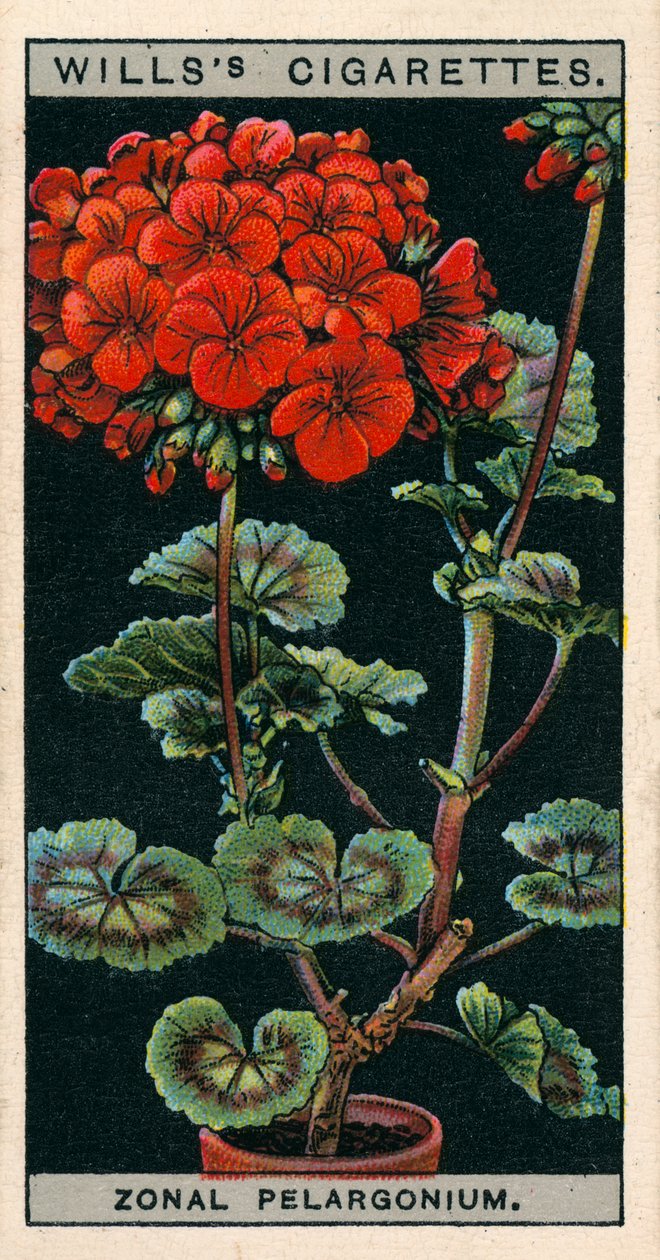 Flower Culture in Pots: Zonal Pelargonium or Geranium by English School