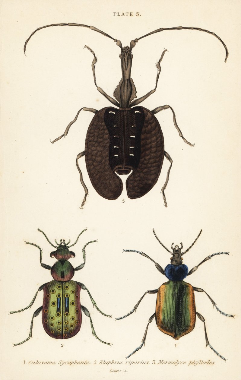 Forest caterpillar hunter, ground beetle, and violin beetle by English School