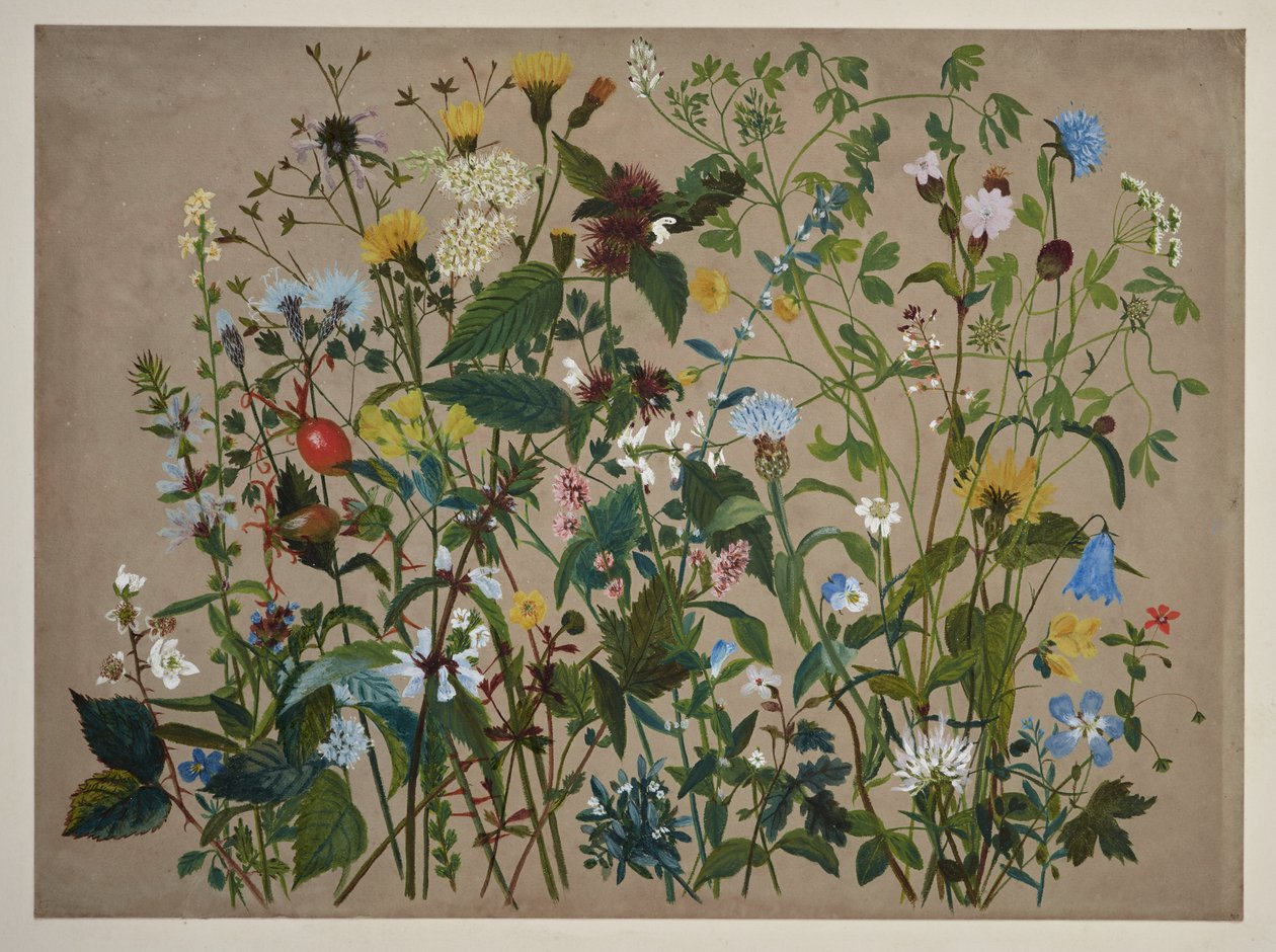 Forty Wild Flowers Picked on the Shore at Low Wood by English School