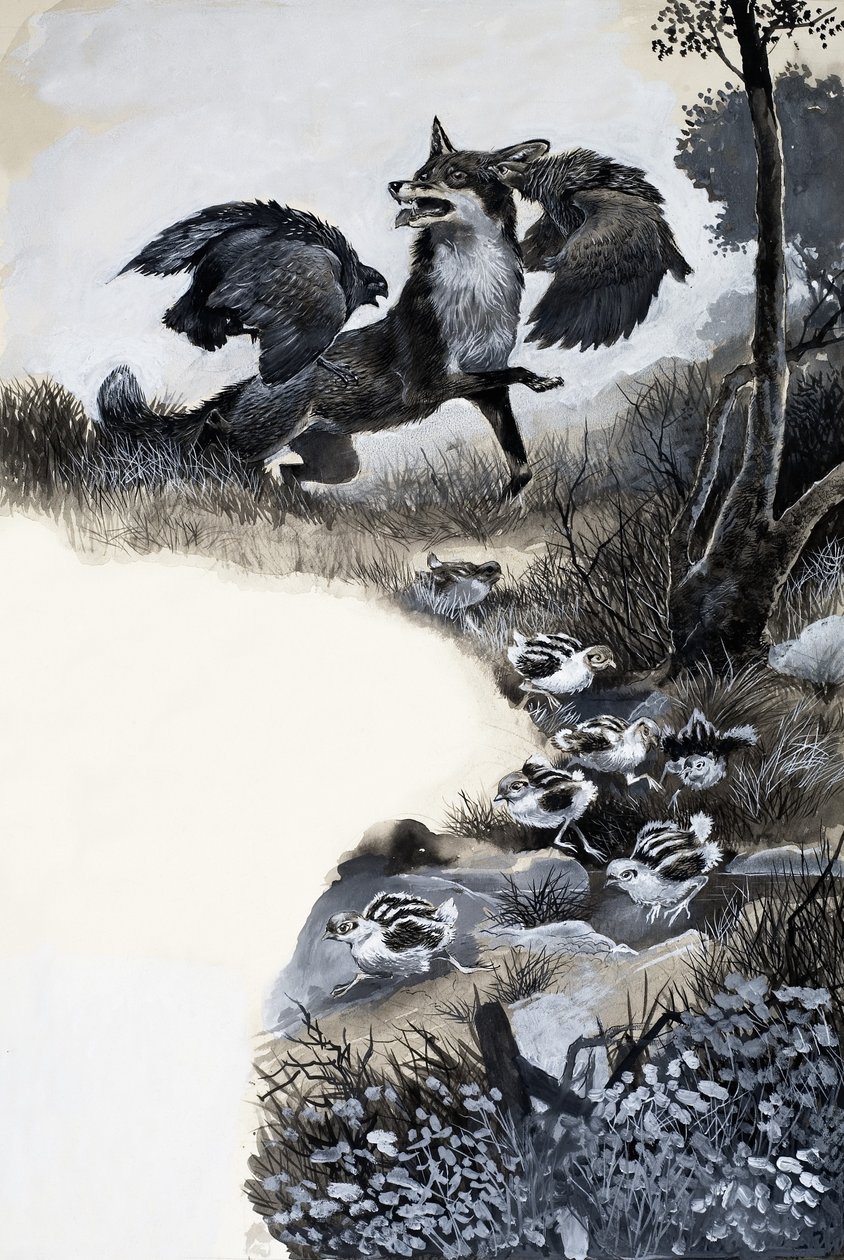 Fox Under Attack by English School