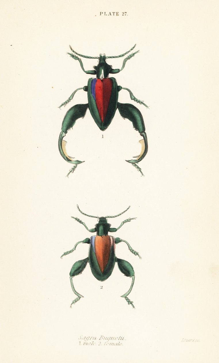 Frog Beetle, Frog-legged Beetle or Kangaroo Beetle, Sagra buqueti, Male and Female by English School