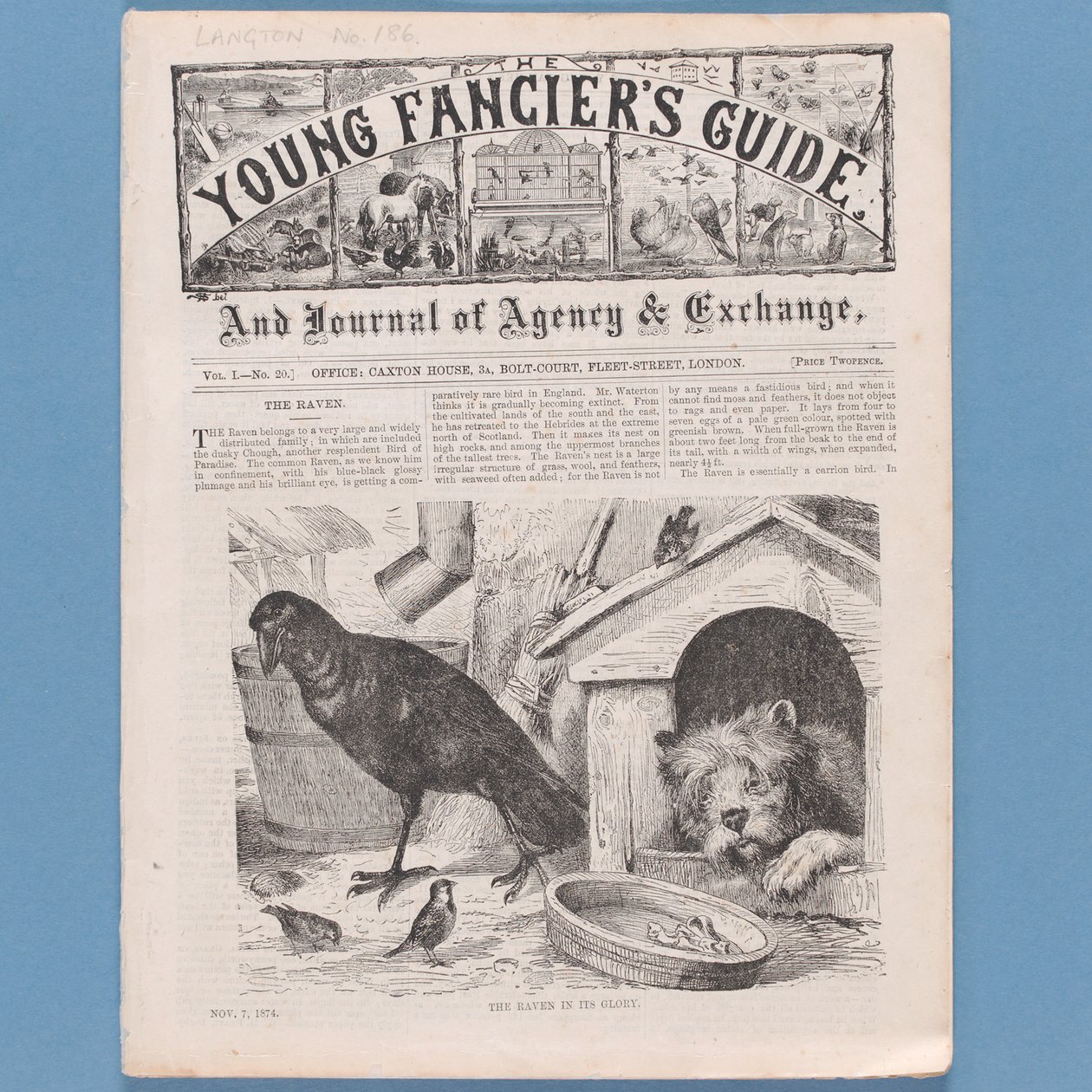 Frontispiece from The Young Fanciers Guide, 1874 by English School