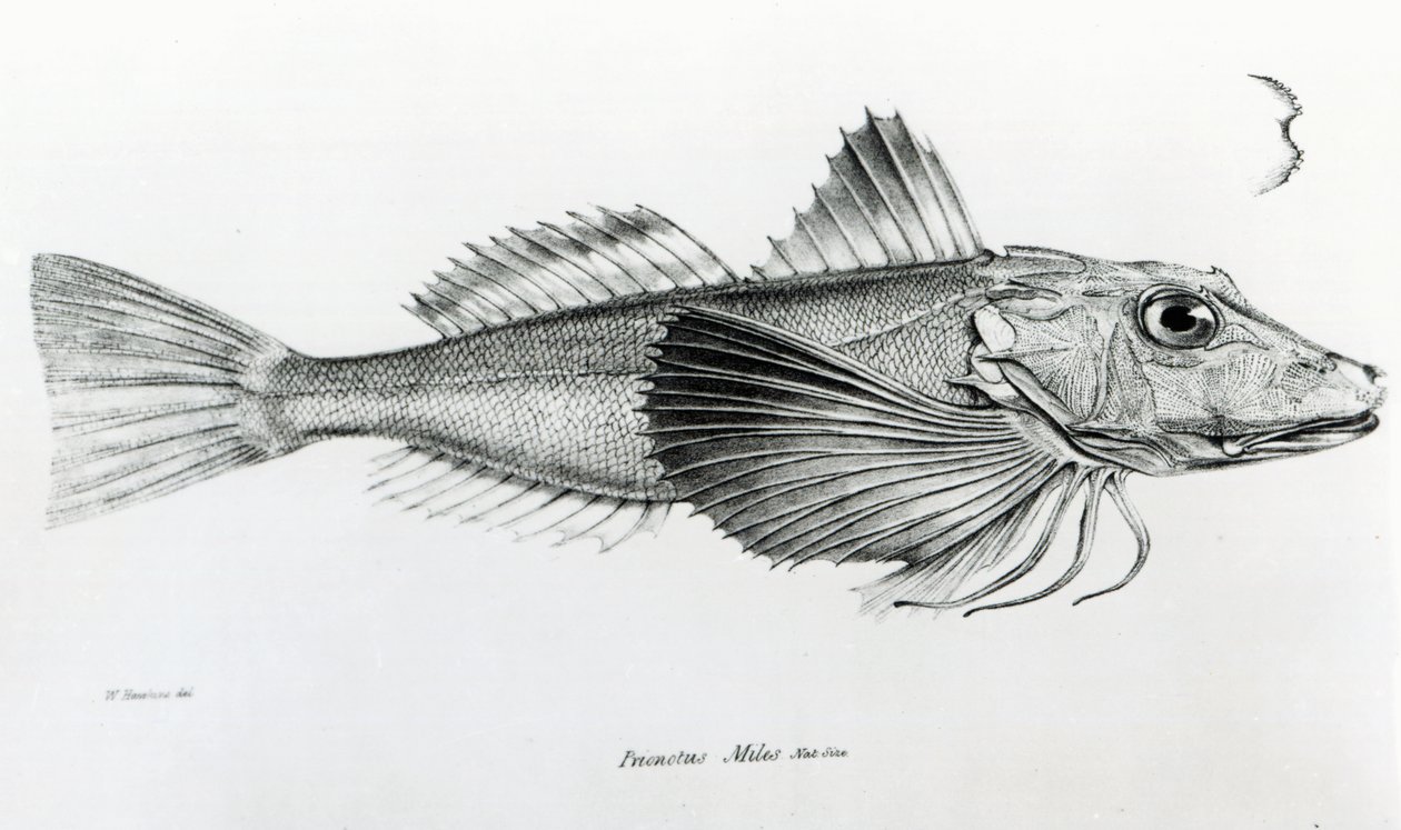 Galapagos Gurnard, plate 6 from 