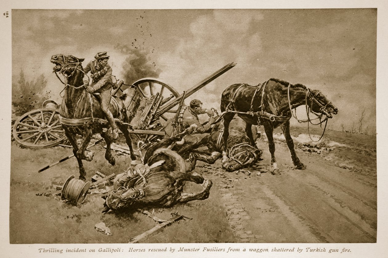Gallipoli: Horses Rescued by Munster Fusiliers from a Wagon Shattered by Turkish Gun Fire, 1914-19 by English School