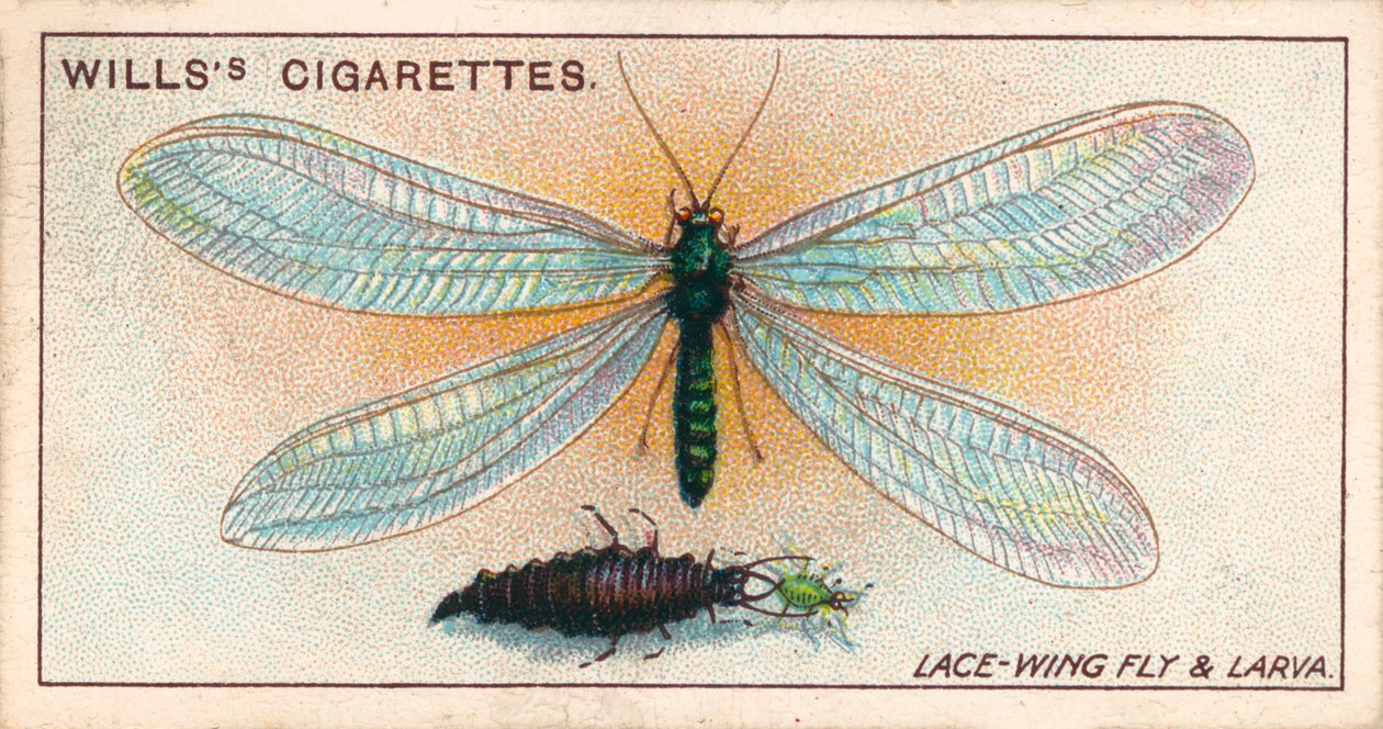 Garden Life: Lace-Wing Fly and Larva by English School