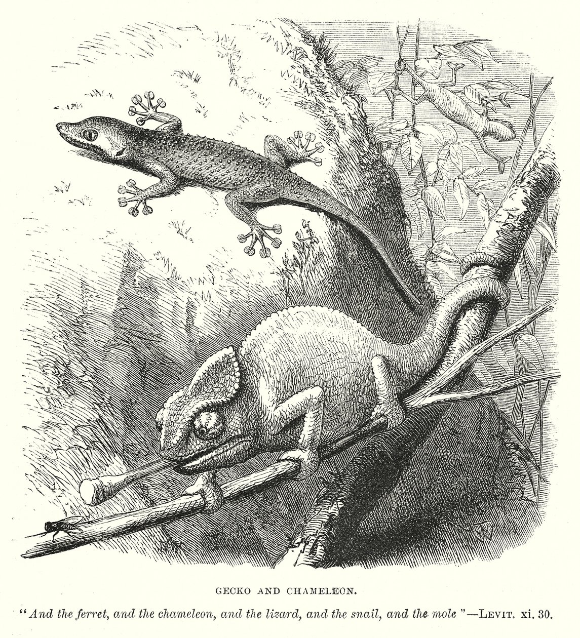 Gecko and Chameleon by English School