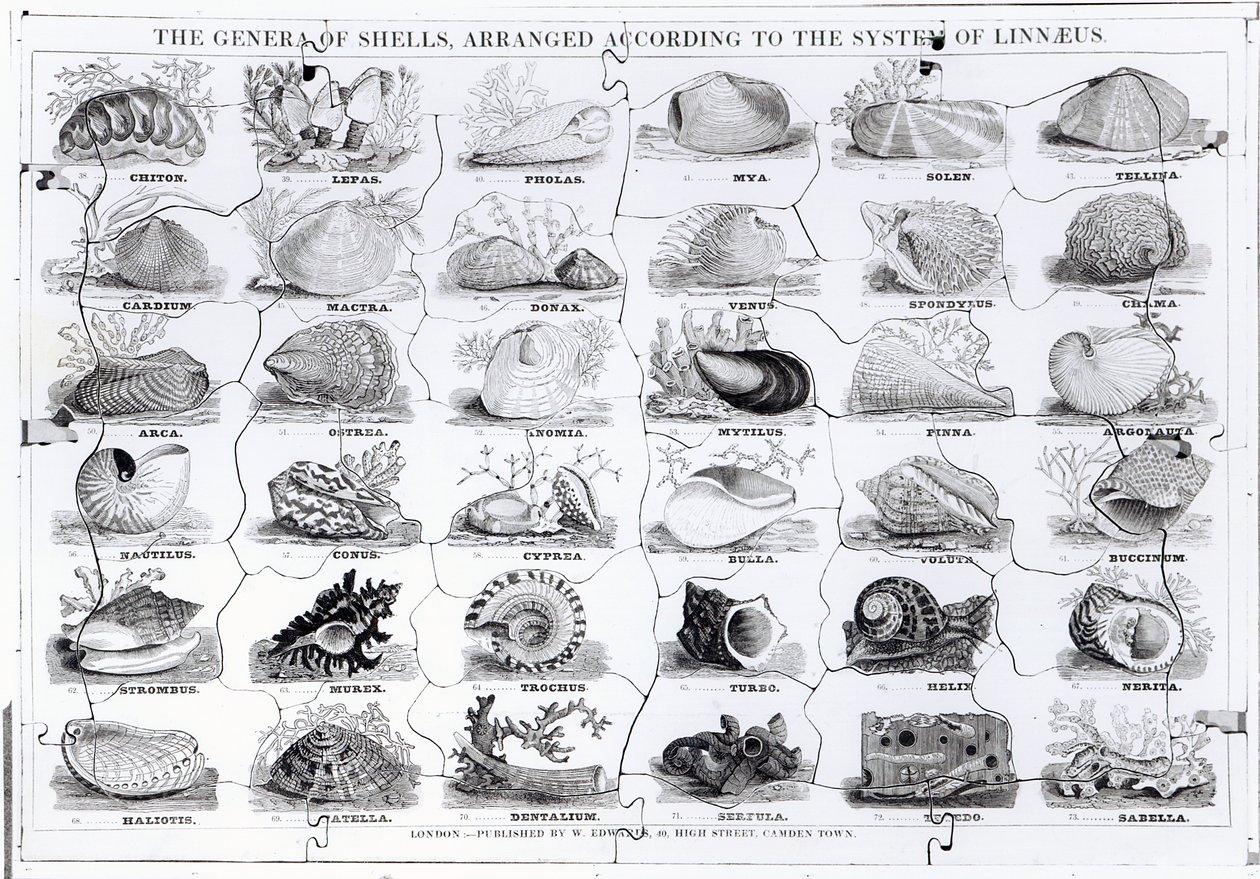 Genera of Shells Jigsaw, published by W. Edwards by English School