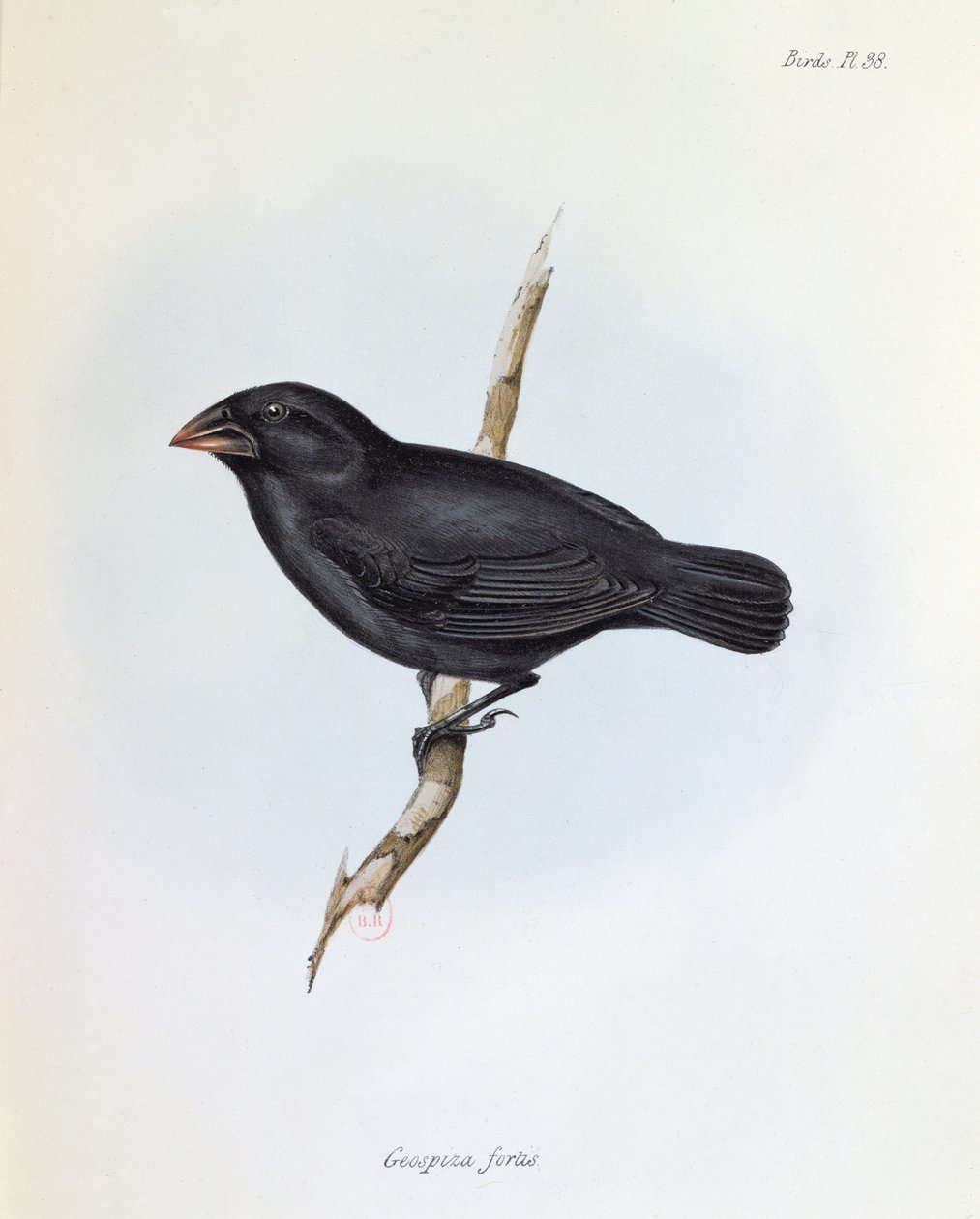 Geospiza Fortis, illustration from The Zoology of the Voyage of H.M.S. Beagle, 1832-36 by Charles Darwin, 1840 by English School