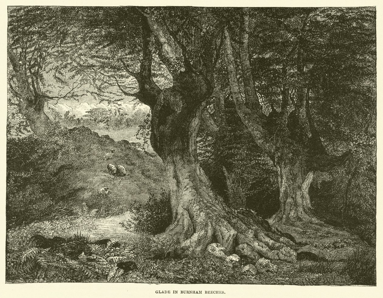 Glade in Burnham Beeches by English School