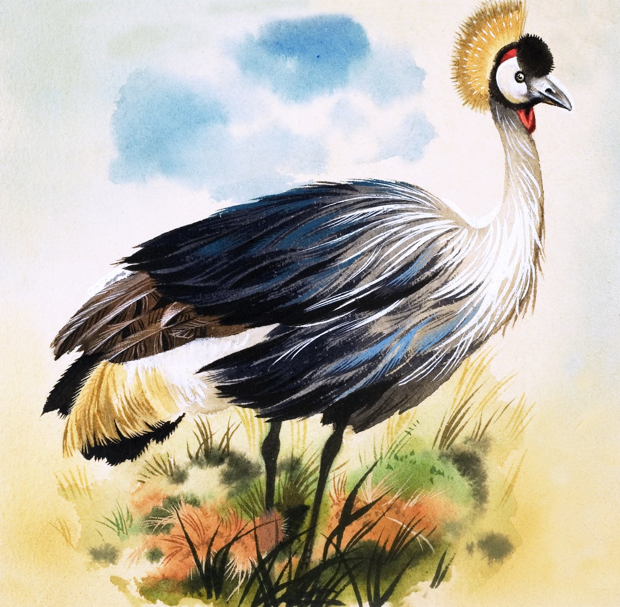 Grey Crowned Crane by English School