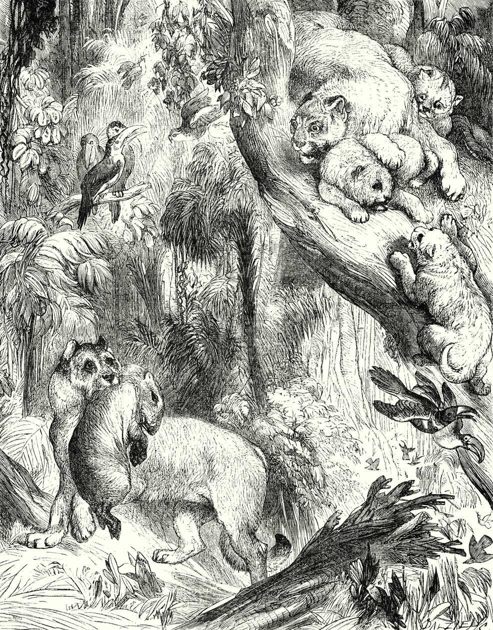 Group of Pumas by English School