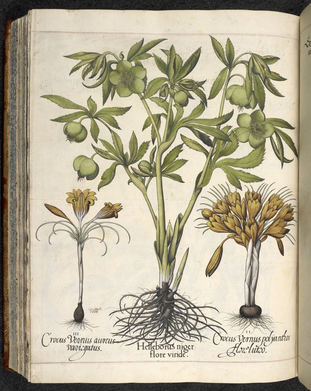 Helleborus Niger (black hellebore) from Culpeper