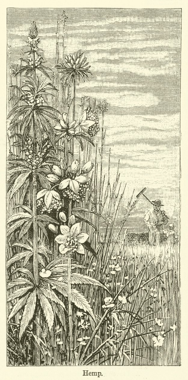 Hemp by English School